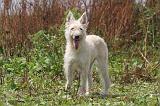 BOUVIER DES ARDENNES 326